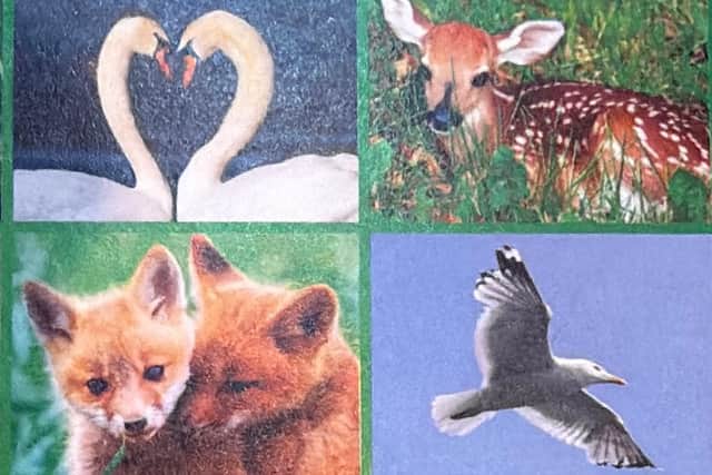 West Sussex Wildlife Protection