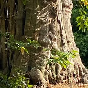 Ancient chestnut tree