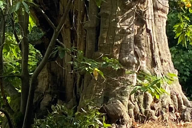 Ancient chestnut tree