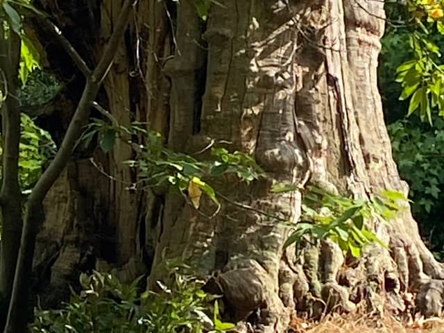 Ancient chestnut tree