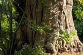 Ancient chestnut tree