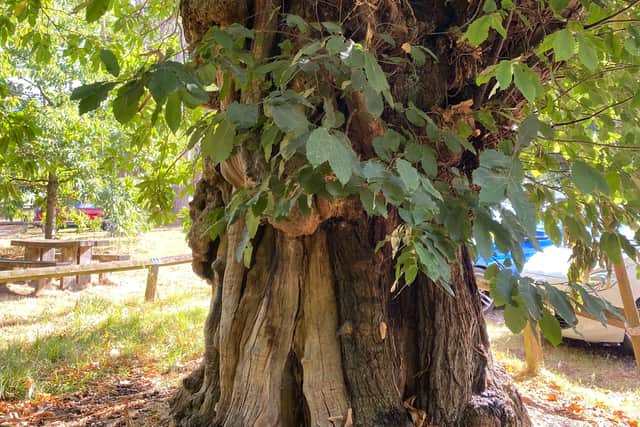 Leafy old chestnut