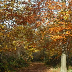 Early Autumn Colours