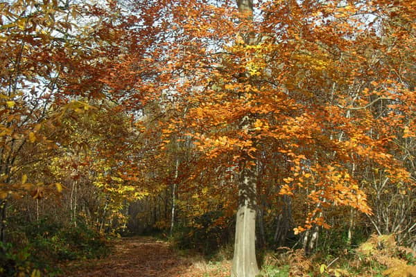 Early Autumn Colours