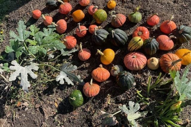 Pumpkins!