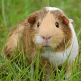 Guinea Pig