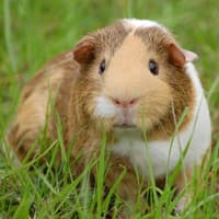 Animal magic: Guinea Pig Awareness Week