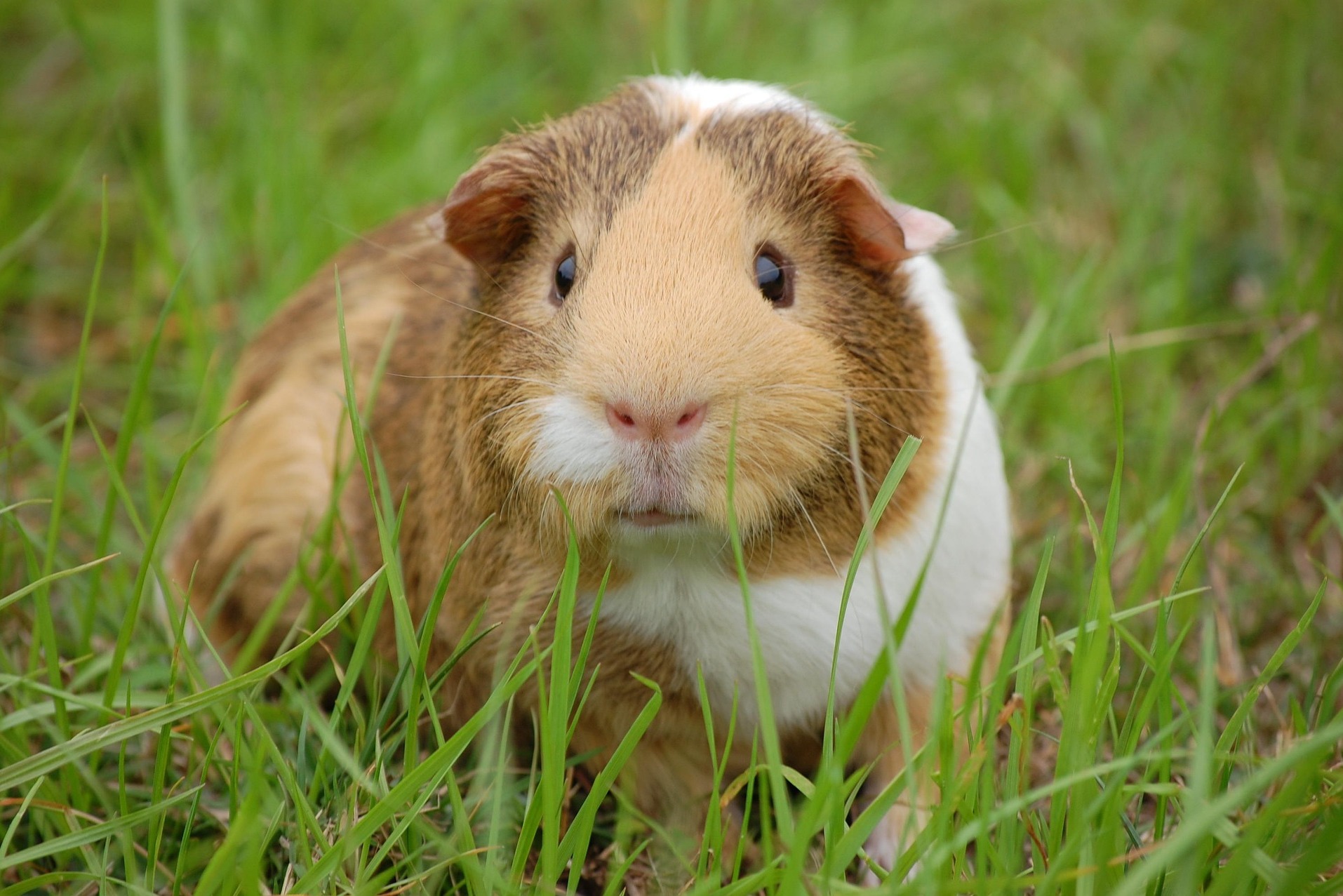 Pi G Animal magic: Guinea Pig Awareness Week