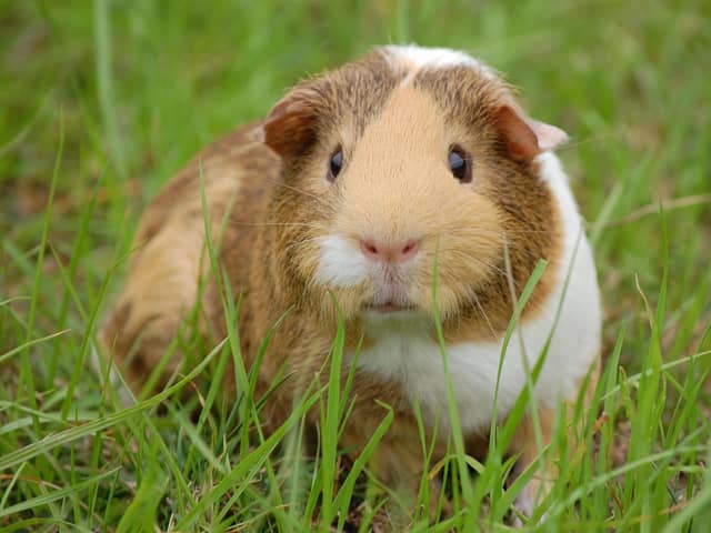 Guinea Pig