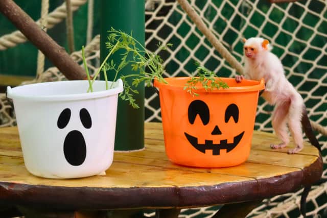 A silvery marmoset chooses the faithful bucket as part of Drusillas Halloween enrichment