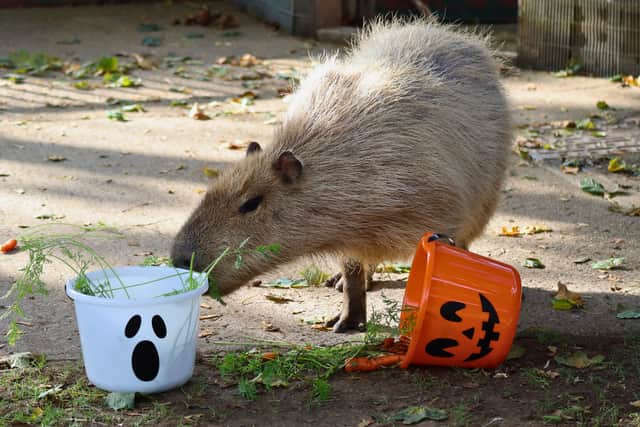Could Squash the capybara be tempted to become a traitor