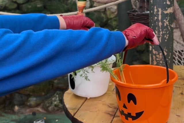 The orange bucket meant the animals wanted to be faithful, while wannabe traitors picked the white one