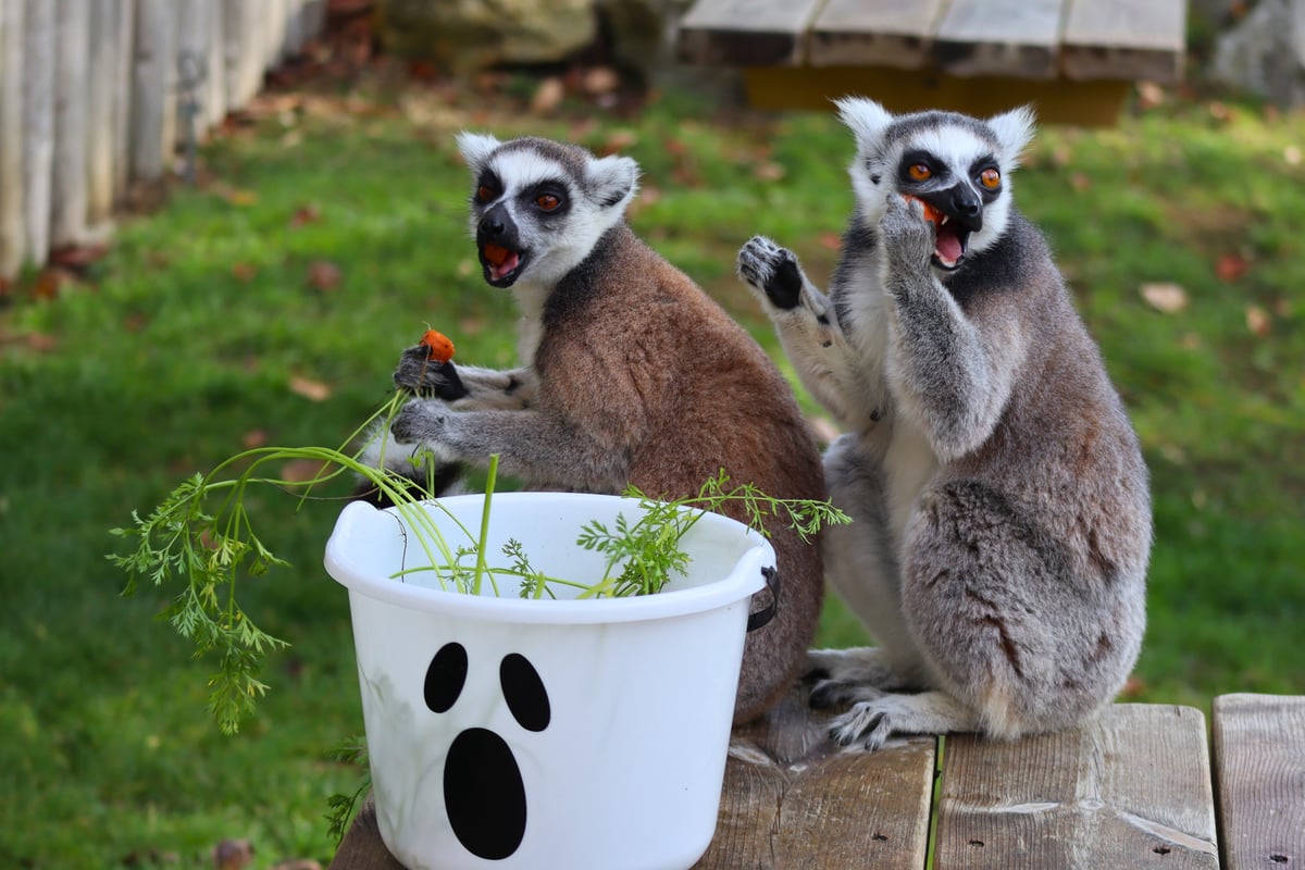 Trust no one! Sussex zoo animals get a taste for treachery this Halloween