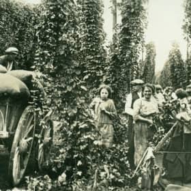 hop picking ...back in the day!