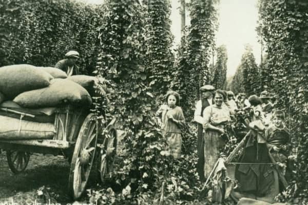 hop picking ...back in the day!