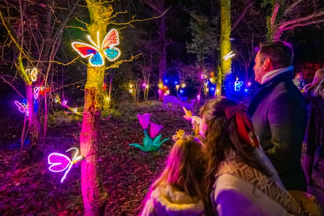 The Enchanted Forest