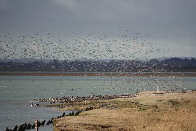 Coastal seabirds in Chichester Harbour