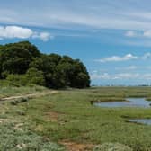 Saltmarsh in Chichester Harbour