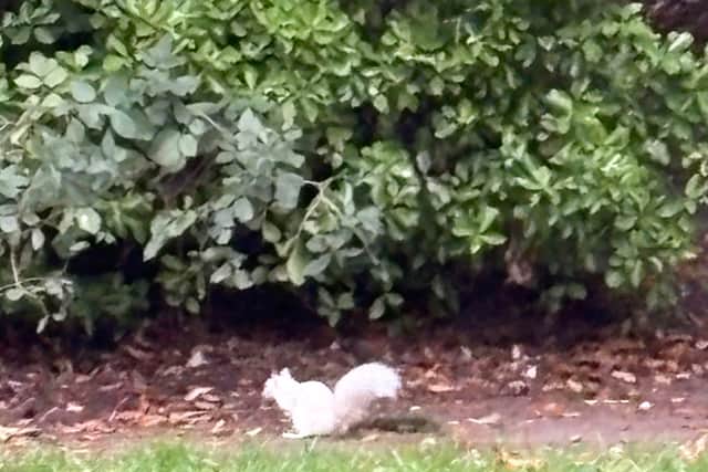Rare Albino squirrel spotted