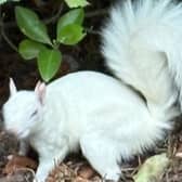 Rare Albino squirrel