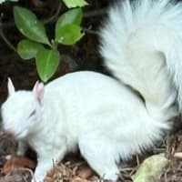 Reader picture: Unusual white squirrel spotted in Gildredge Park, Eastbourne