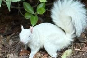 Rare Albino squirrel