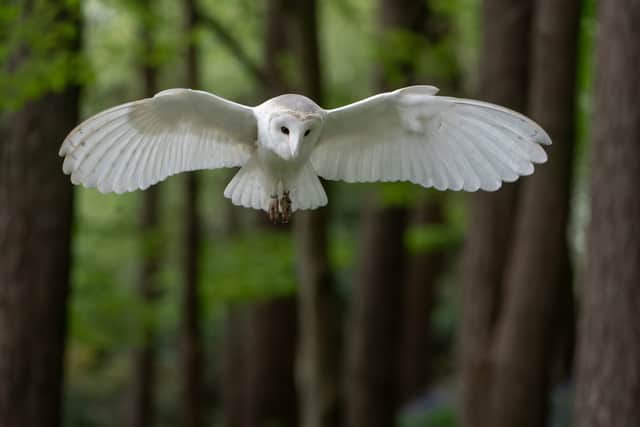 Evening with the owls