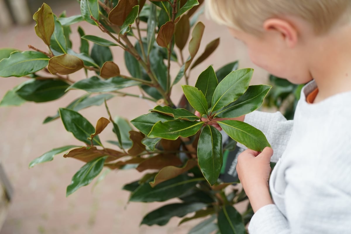 Dobbies’ Brighton Little Seedlings Club to explore the journey of leaves at free workshop this November