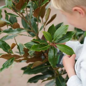 Dobbies Little Seedlings Club will explore the journey of leaves at its free November workshop © Stewart Attwood