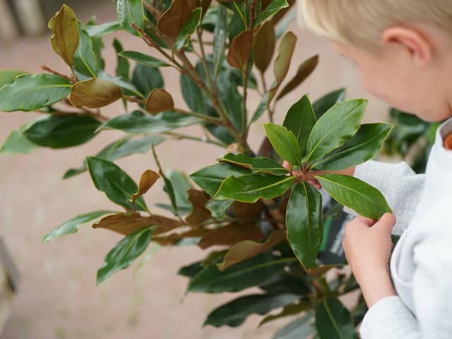 Dobbies Little Seedlings Club will explore the journey of leaves at its free November workshop © Stewart Attwood