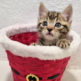 Help animals like this at the CRRC Christmas Fayre