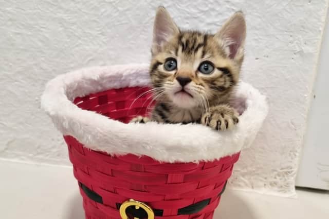 Help animals like this at the CRRC Christmas Fayre