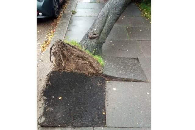 The fallen tree in Roedean Road
