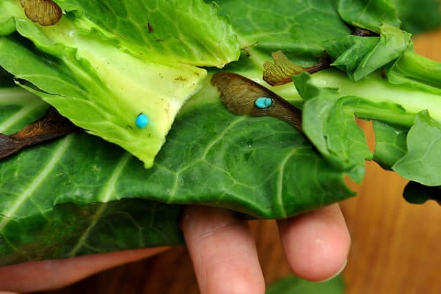 Slug pellets in spring greens bought from Sainsbury's in Lyons Farm. Picture: Steve Robards