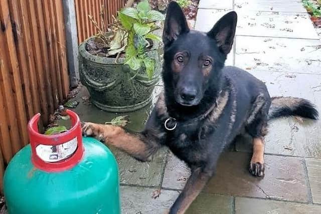The work of a police dog has led to the conviction of three men who stole a large number of gas canisters from a caravan park, according to Sussex Police. SUS-191127-172517001