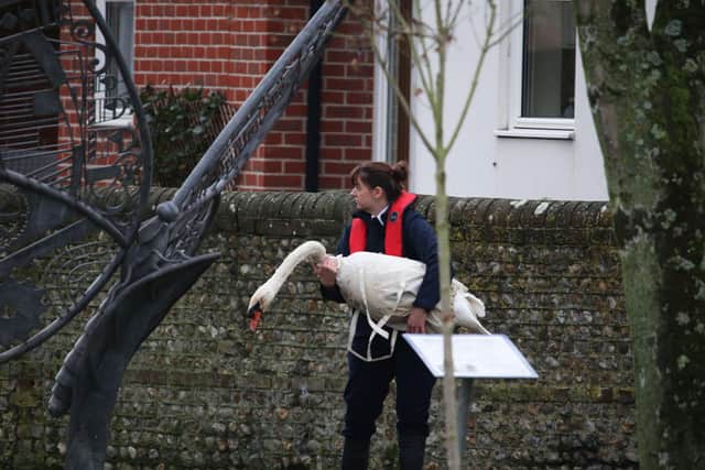 An injured swan has been rescued by the RSPCA and Chichester Canal Trust after a rescue mission lasting several hours. Another swan, also injured, was not rescued before it turned dark so officers will continue their efforts tomorrow (Friday, November 28)
