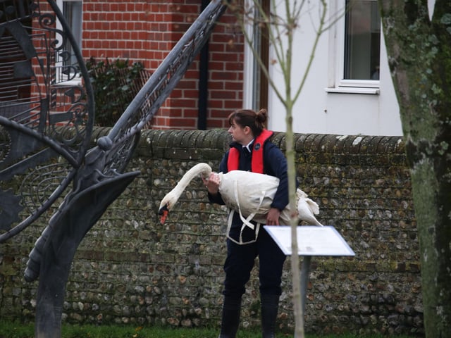 A rescue mission was launched at Chichester Canal this afternoon (Thursday, November 27), after two swans were found shot. SUS-191128-164655001