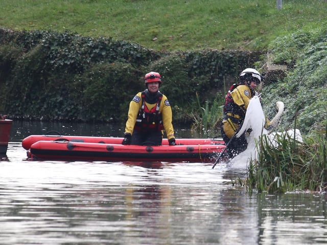 A rescue mission was launched at Chichester Canal this afternoon (Thursday, November 27), after two swans were found shot. SUS-191128-164622001