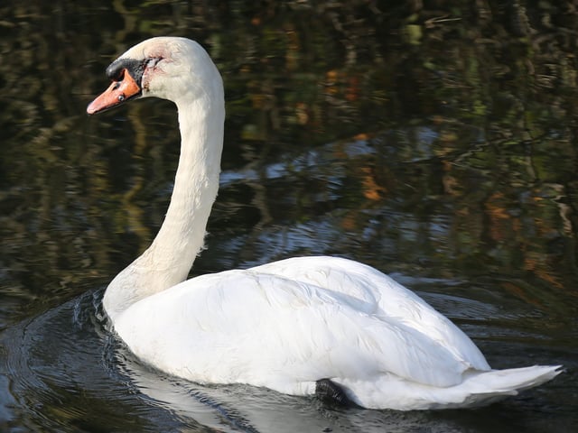 A rescue mission was launched at Chichester Canal this afternoon (Thursday, November 27), after two swans were found shot. SUS-191128-164247001