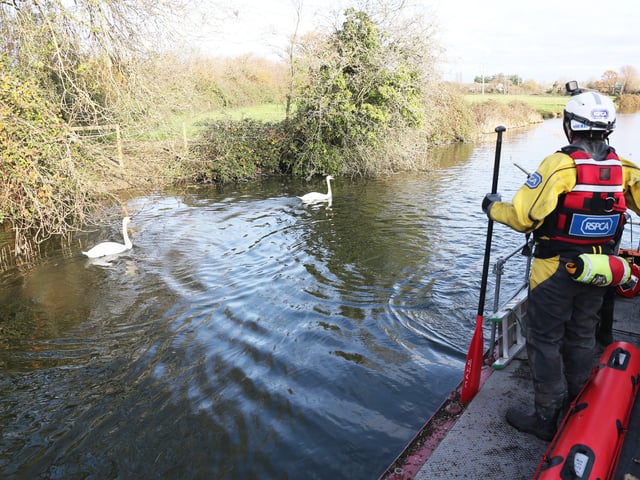 A rescue mission was launched at Chichester Canal this afternoon (Thursday, November 27), after two swans were found shot. SUS-191128-164417001