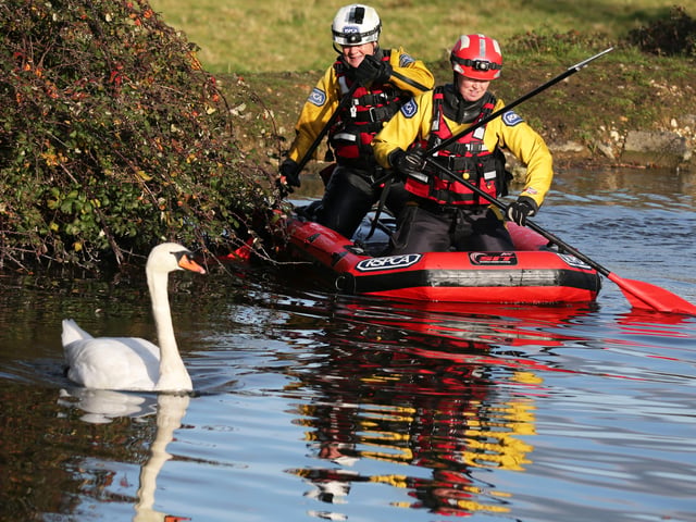 A rescue mission was launched at Chichester Canal this afternoon (Thursday, November 27), after two swans were found shot. SUS-191128-164429001