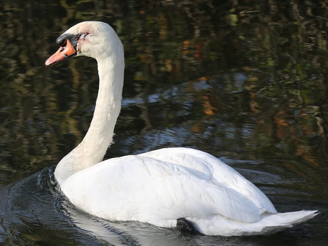 Two injured swans have been rescued by the RSPCA and Chichester Canal Trust after a rescue mission lasting several hours SUS-191128-160247001