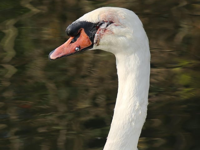 Two injured swans have been rescued by the RSPCA and Chichester Canal Trust after a rescue mission lasting several hours SUS-191128-160126001