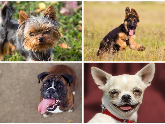 Dogs