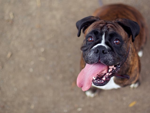 Ranking sixth in the list for dog breeds most likely to misbehave at Christmas is the Boxer dog