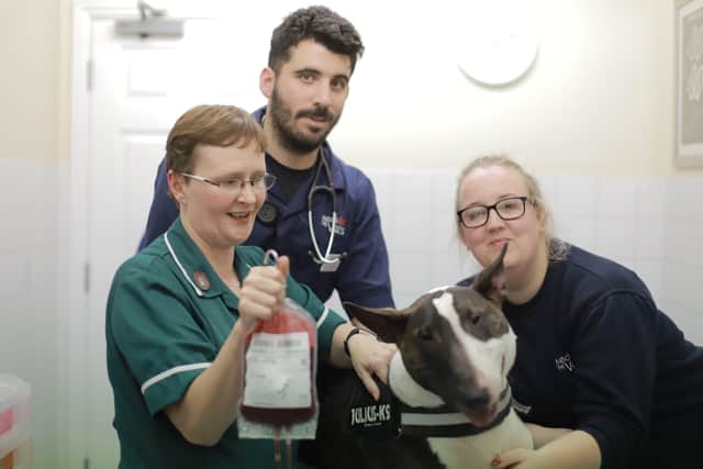 Stan with his owner Joanne Brain and vets at Mediver 24 Hour, Faygate  SUS-191223-125503001