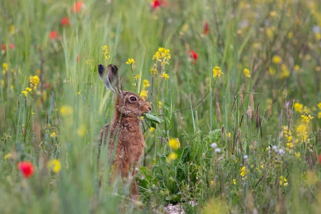 Adam Huttly from Littlehampton won the wildlife category with Hare in Wildflower Margin