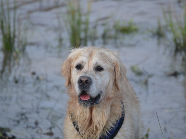 Loving the water at the recent Kent and Sussex Golden Retrievers group meeting, photo courtesy of Millie Goad