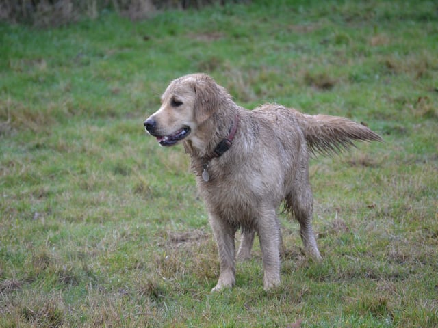Muddy fun for all the retrievers at Horsted Green Park on Sunday, photo courtesy of Millie Goad