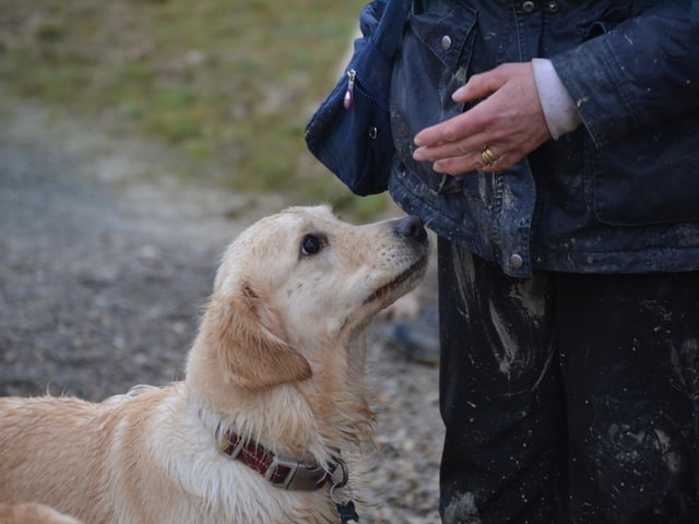 A golden retriever looks for a treat at a recent meeting of 29 dogs and their owners near Uckfield, photo courtesy of Millie Goad